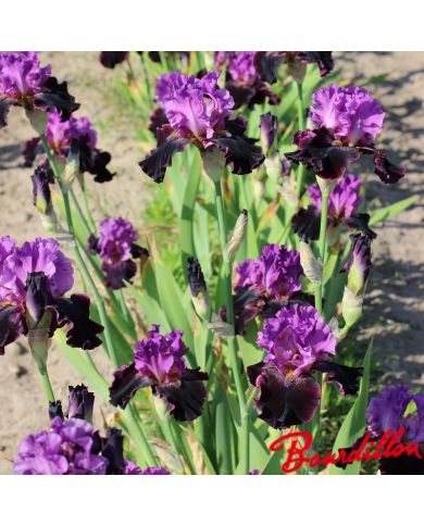 Iris : Made Of Magic