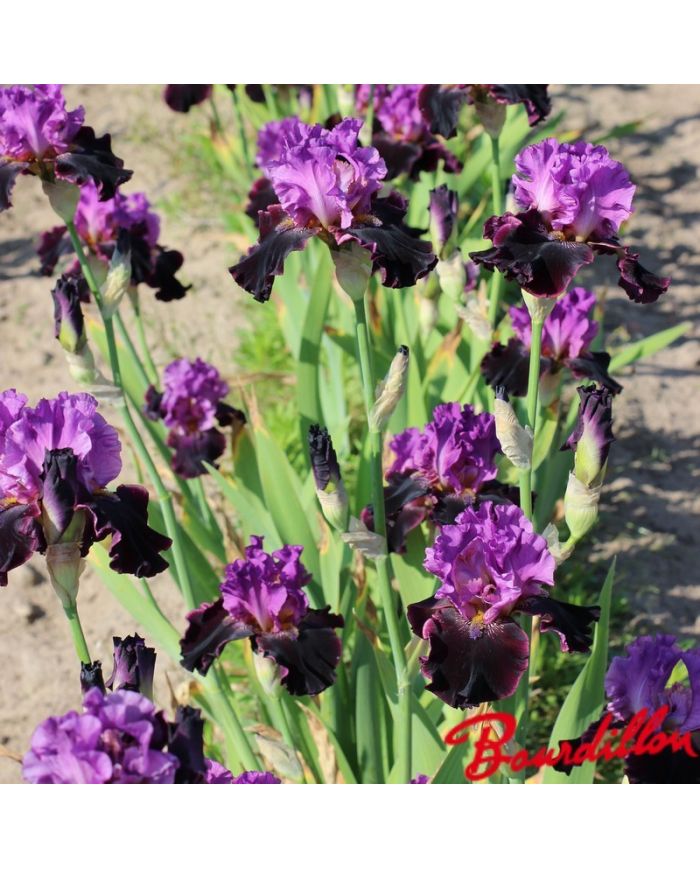 Iris : Made Of Magic