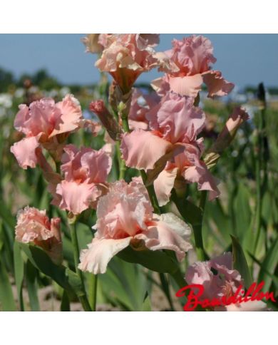 Iris : Magical Encounter