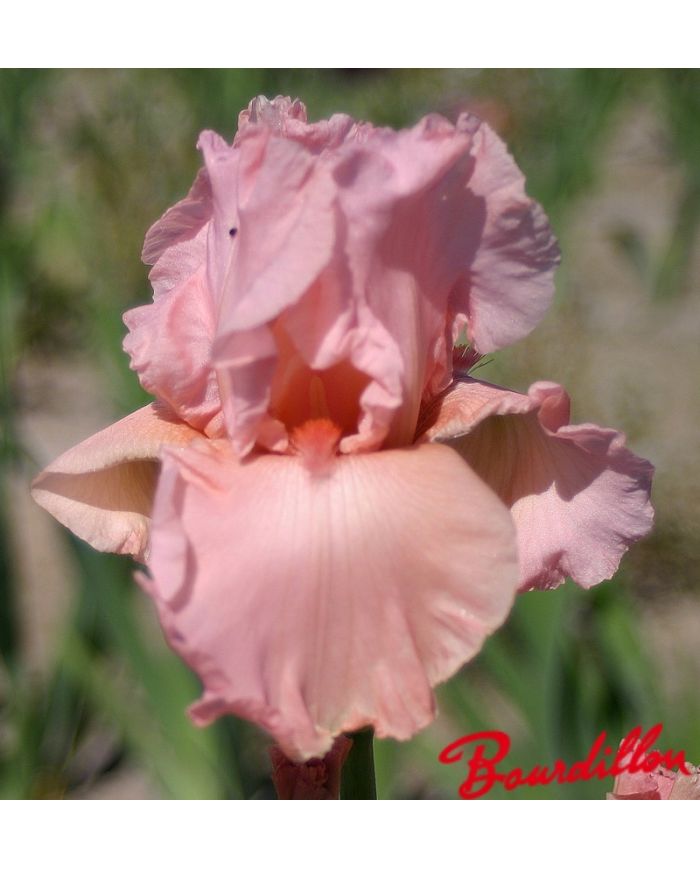 Iris : Magical Encounter