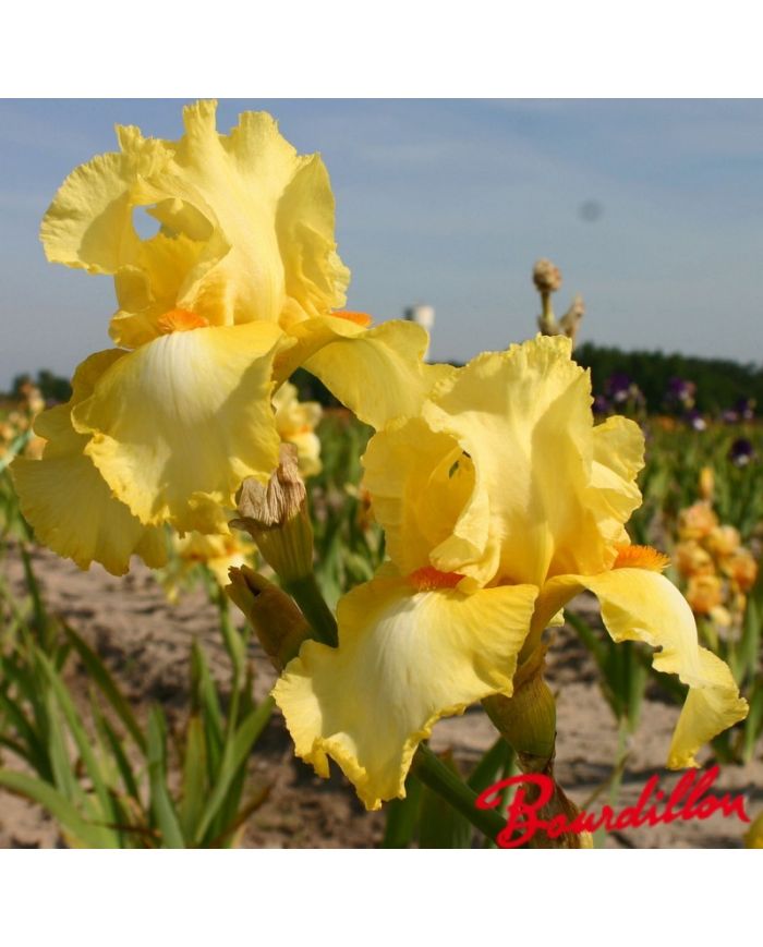 Iris : Martile Rowland