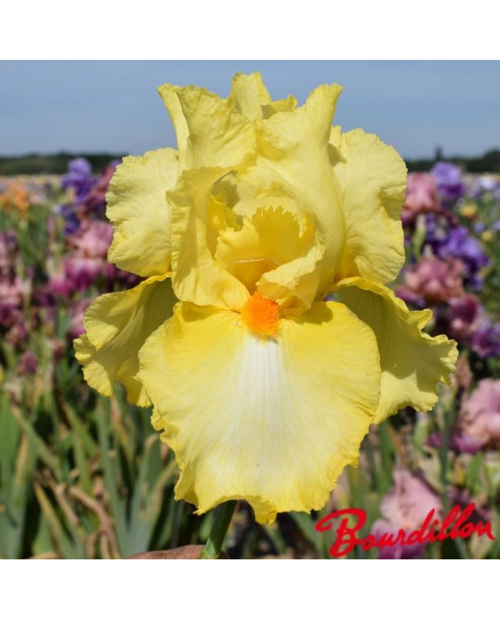 Iris : Martile Rowland