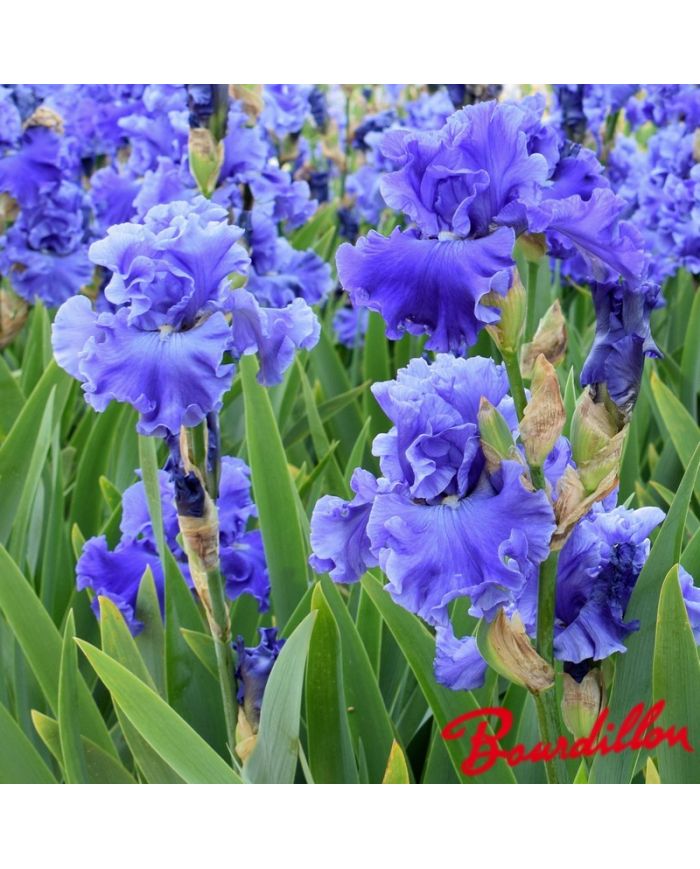 Iris : Merchant Marine