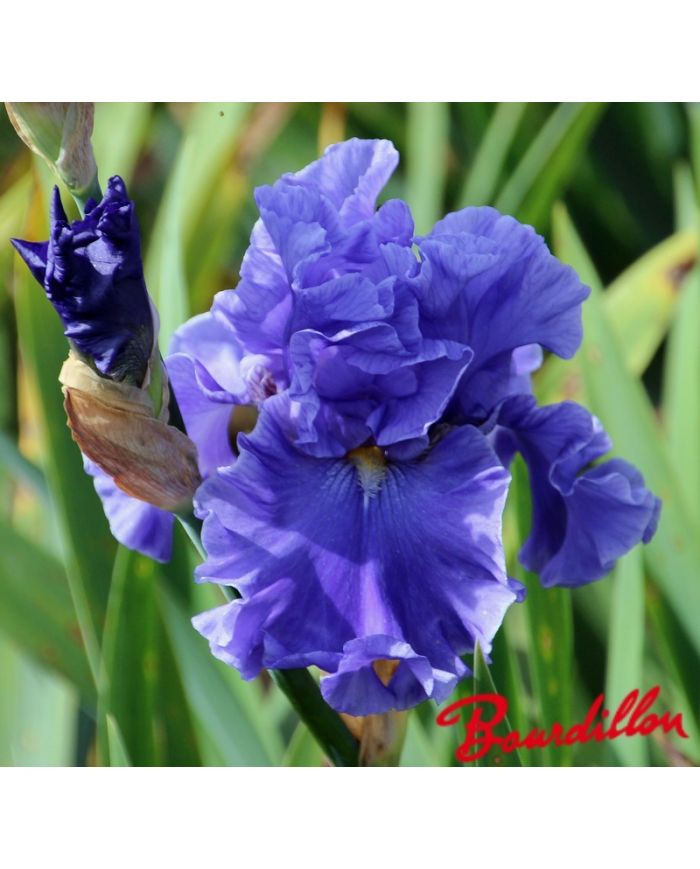Iris : Merchant Marine