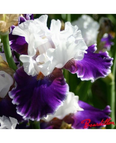 Iris : Merry Amigo