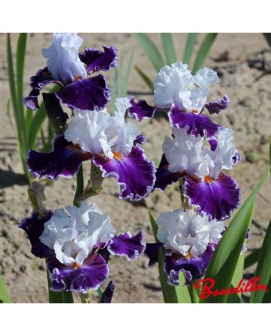 Iris : Merry Amigo