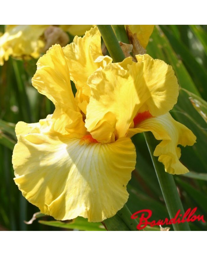 Iris : Miami  Beach