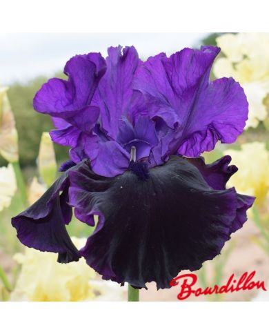 Iris : Midnight Treat