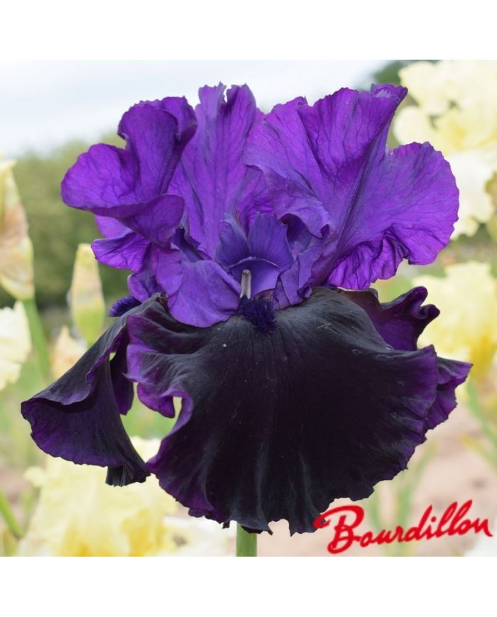 Iris : Midnight Treat