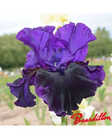 Iris : Midnight Treat