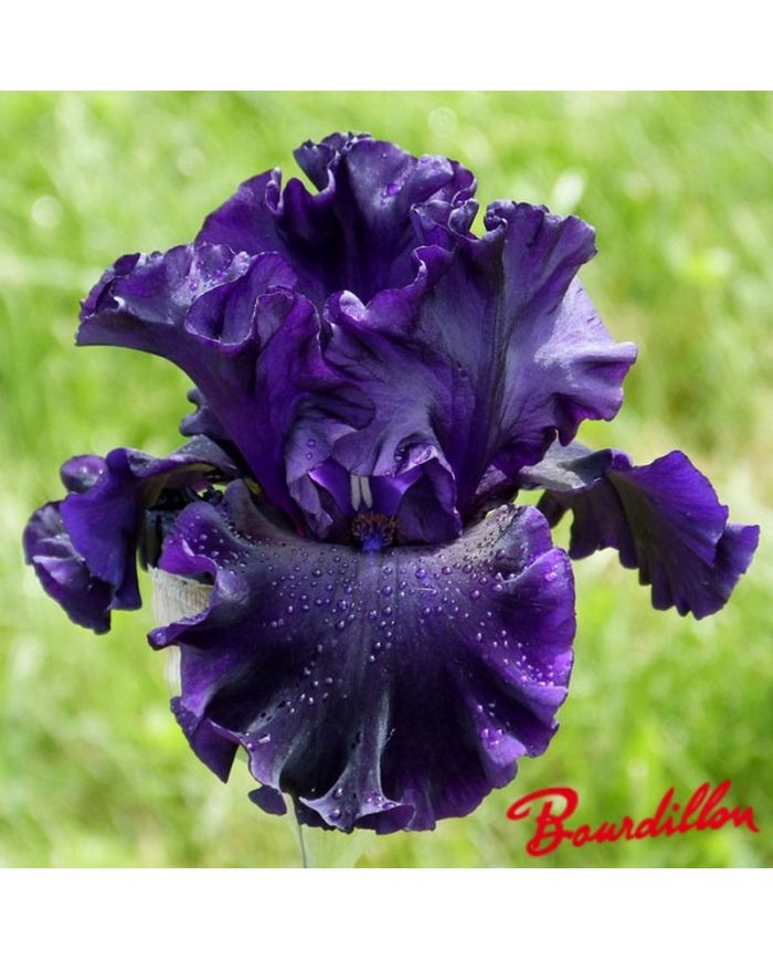 Iris : Noble Gesture