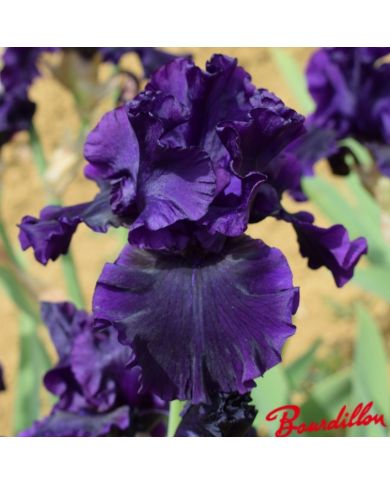 Iris : Noble Gesture