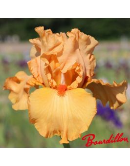 Iris : Orange Blossom Special