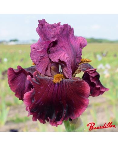 Iris : Obsessed