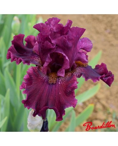 Iris : Obsessed