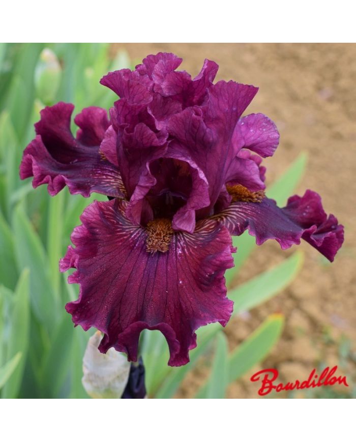 Iris : Obsessed