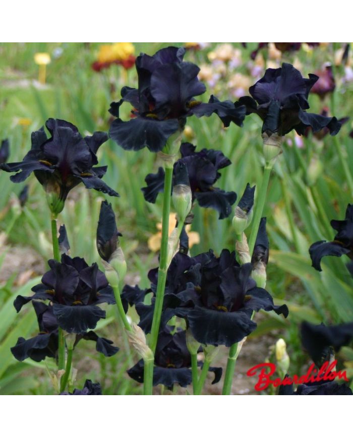 Iris : Old Black Magic