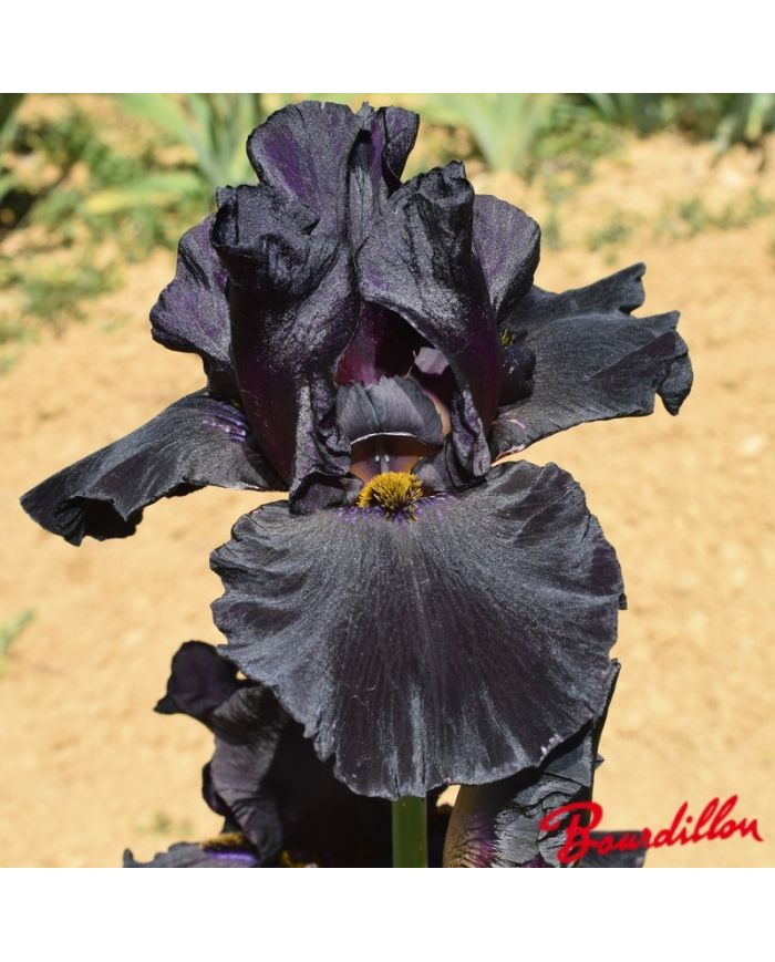 Iris : Old Black Magic