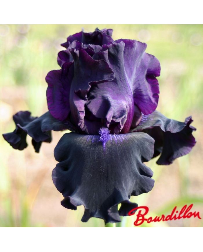 Iris : Ozark Rebounder