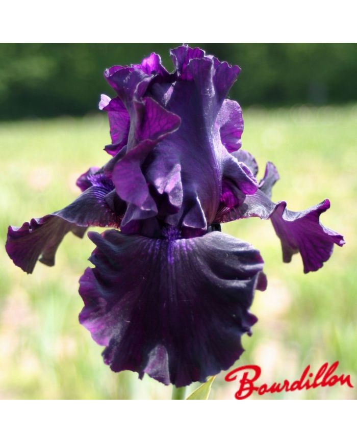 Iris : Ozark Rebounder