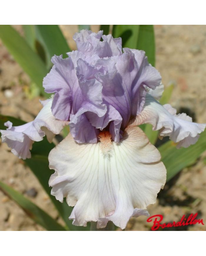 Iris : Paris Fashion