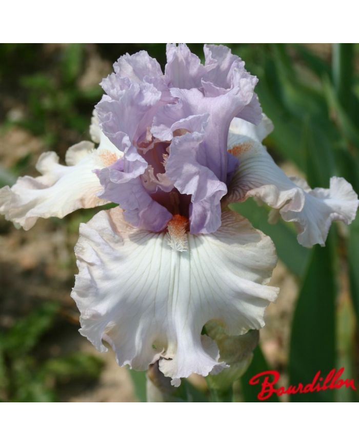 Iris : Paris Fashion