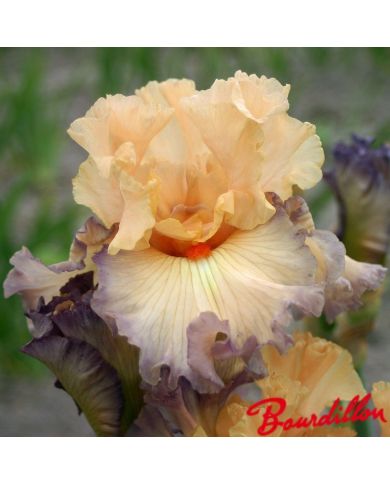 Iris : Parisian  Dawn