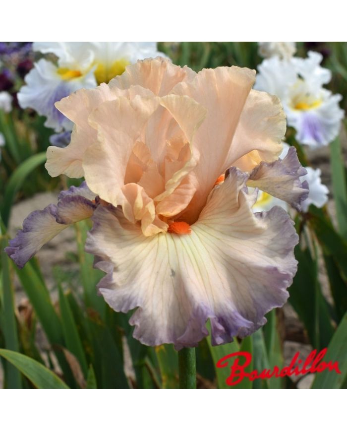 Iris : Parisian  Dawn