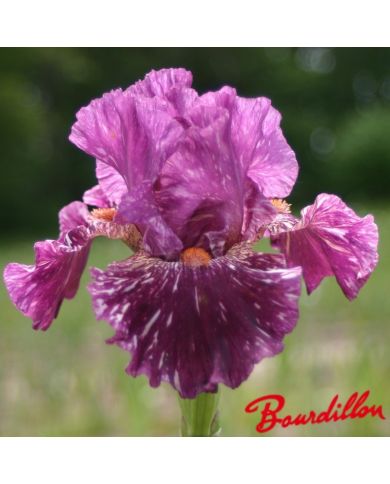 Iris : Peekaboo Zebu