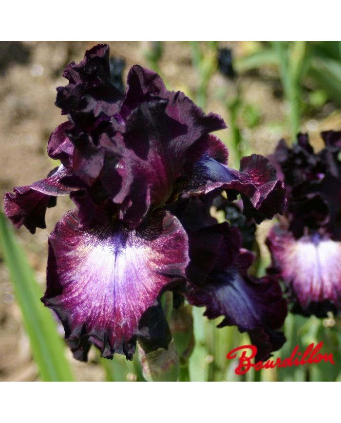 Iris : Pschic  Reader