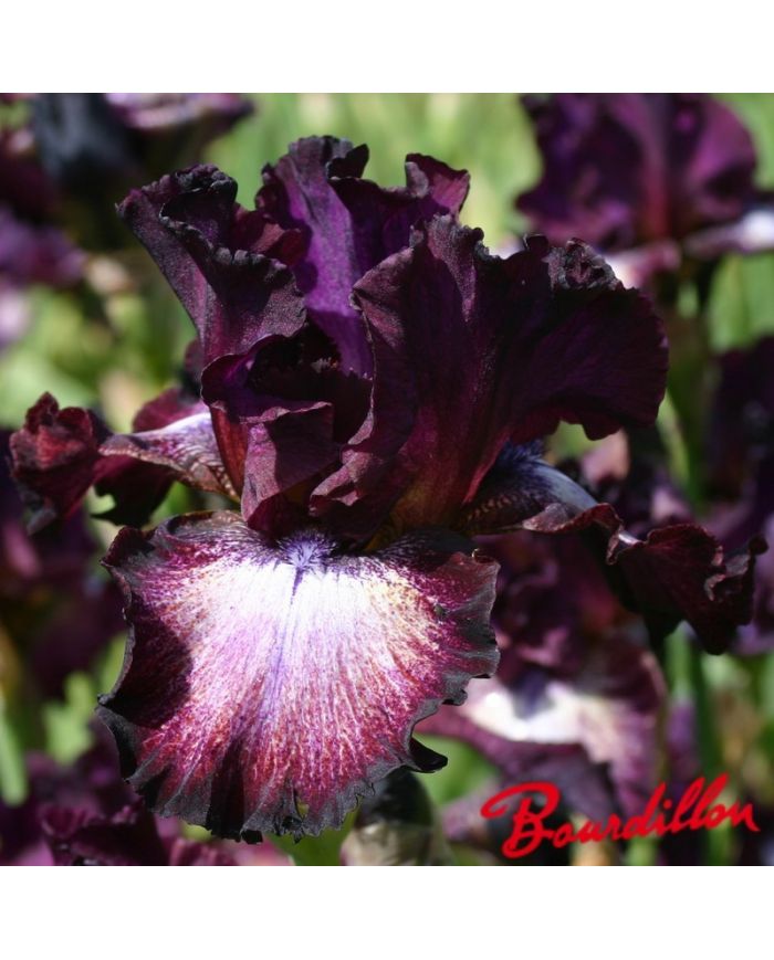 Iris : Pschic  Reader