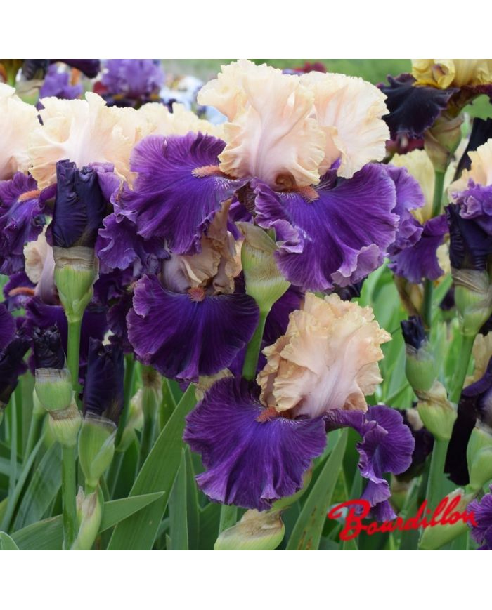 Iris : Puff The Magic