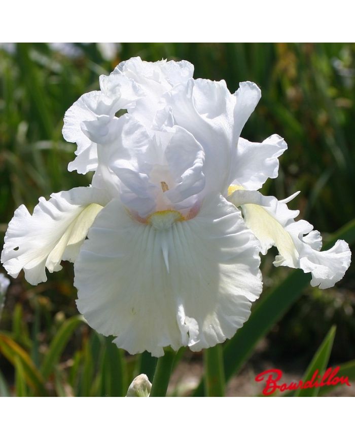 Iris : Pure Innocence