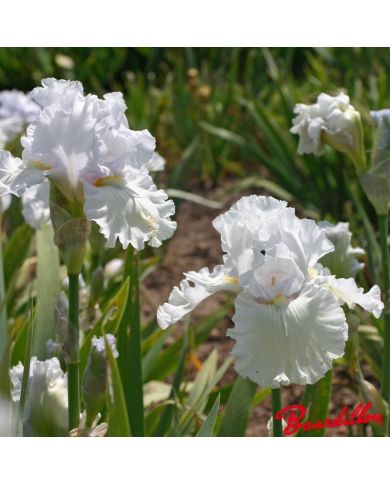 Iris : Pure Innocence