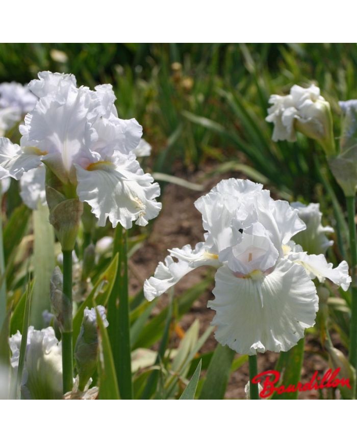 Iris : Pure Innocence