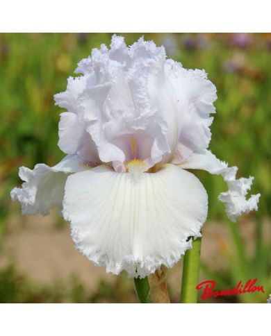 Iris : Queen Of Angels