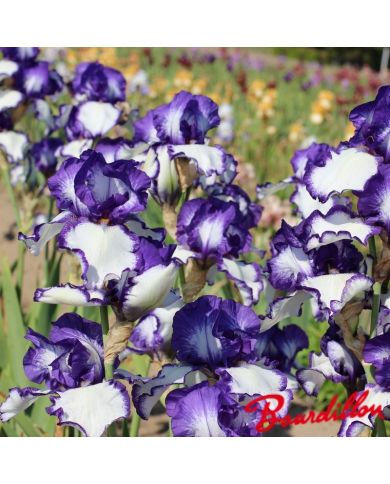 Iris : Rare Quality