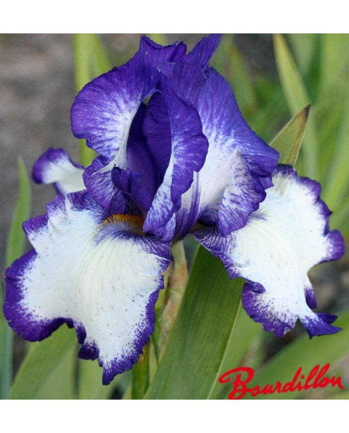 Iris : Rare Quality