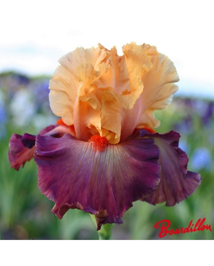 Iris : Rio
