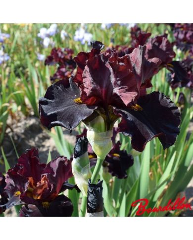 Iris : Raptor Red