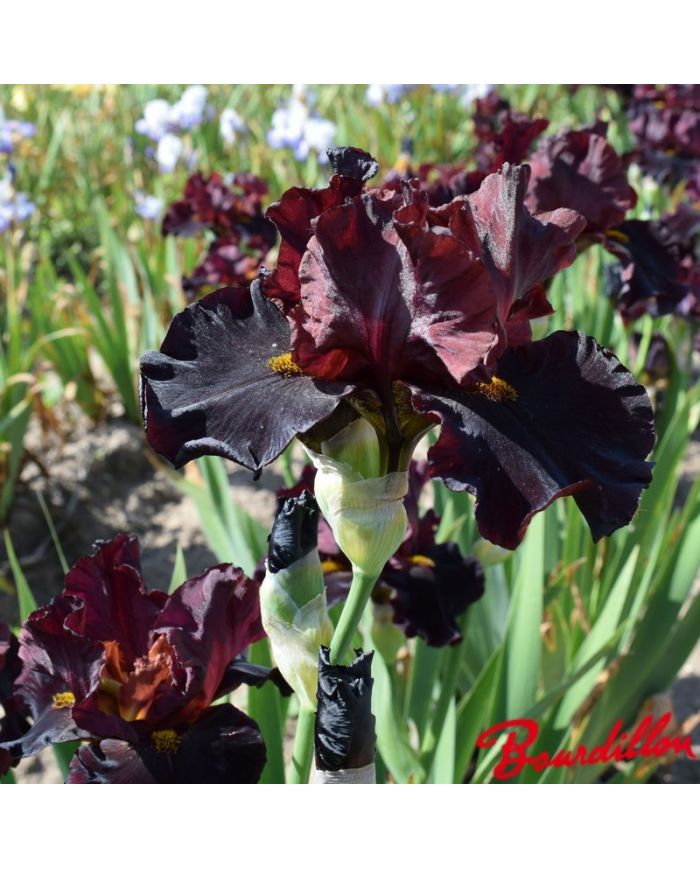 Iris : Raptor Red