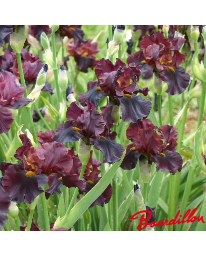 Iris : Raptor Red