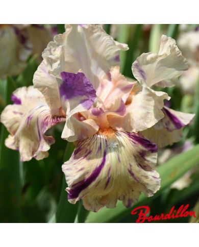 Iris : Raspberry Silk