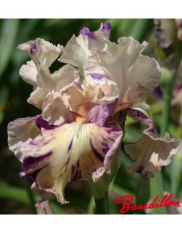 Iris : Raspberry Silk