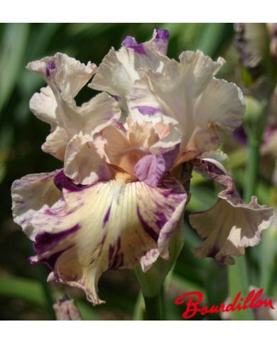 Iris : Raspberry Silk
