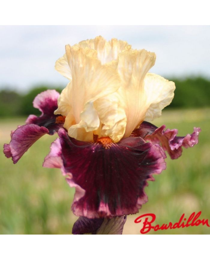 Iris : Raspberry Swirl