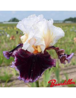 Iris : Raspberry Swirl