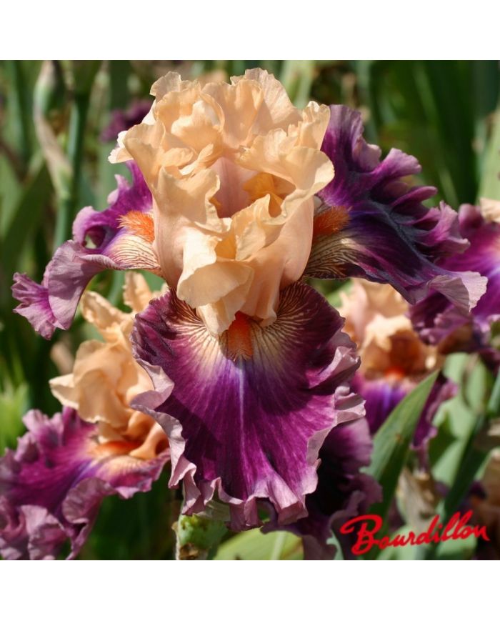 Iris : Rasputin