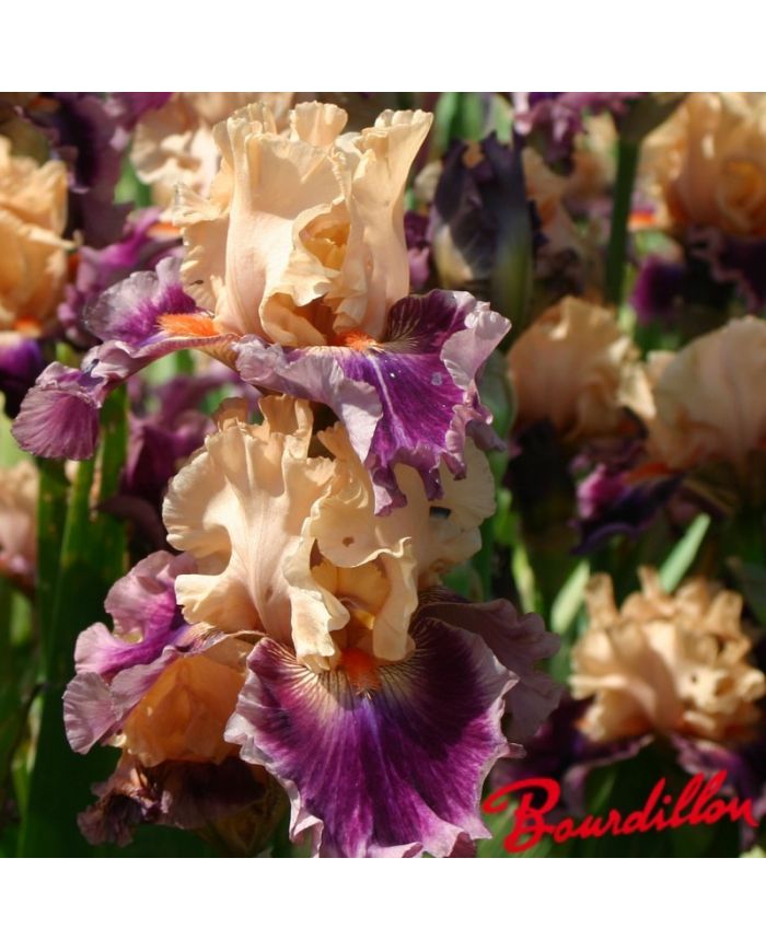 Iris : Rasputin