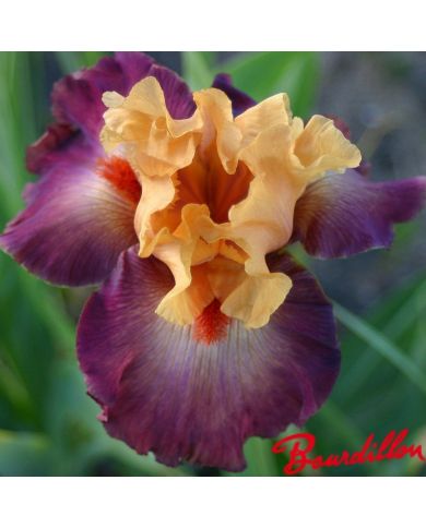 Iris : Rio